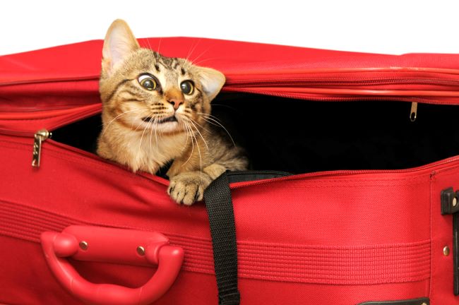 Tabby cat hiding in red suitcase