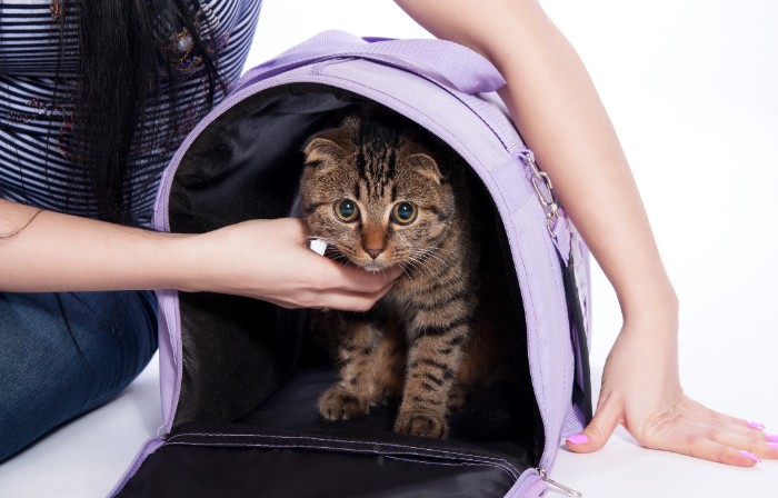Tabbie cat inside a purple soft sided travel bag