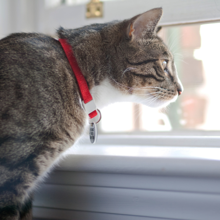 grey cat looking out a window wearing a collar and ID tag