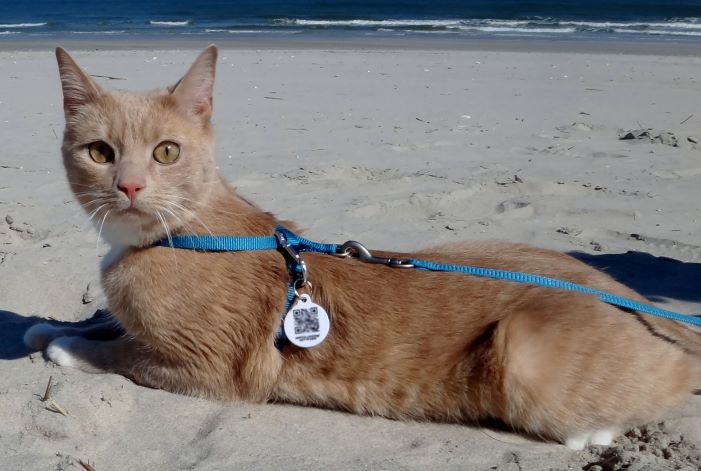 orange tabby cat on harness with PetHub digital ID tag on beach