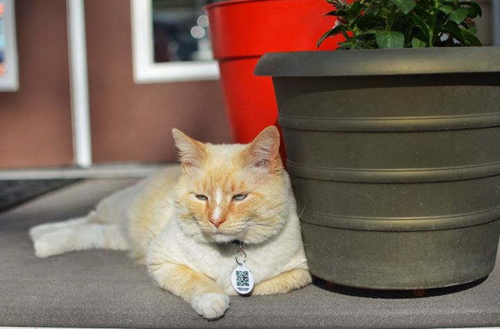 Orange tabbie cat sitting on a front porch near a potted plant wearing a collar and PetHub tag