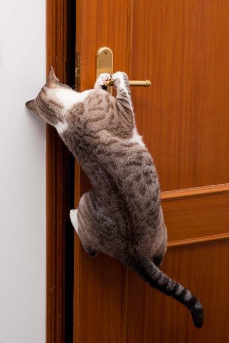 tabbie cat using its paws to open a handle style doorknob 