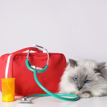 Cat sitting next to a first aid kit