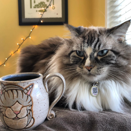 grey fluffy tabby cat sitting near a coffee mug and wearing a pethub tag