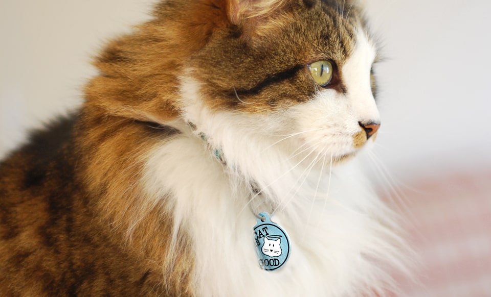 fluffy multi colored cat wearing a collar and dog is good pethub tag