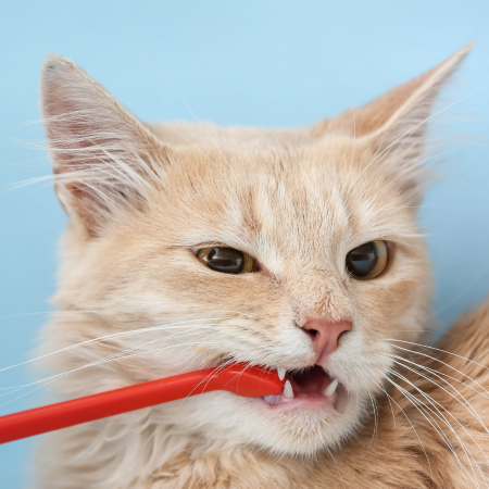 orange cat with a toothbrush near its mouth