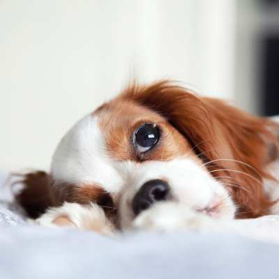 Cavalier King Charles Spaniel laying down