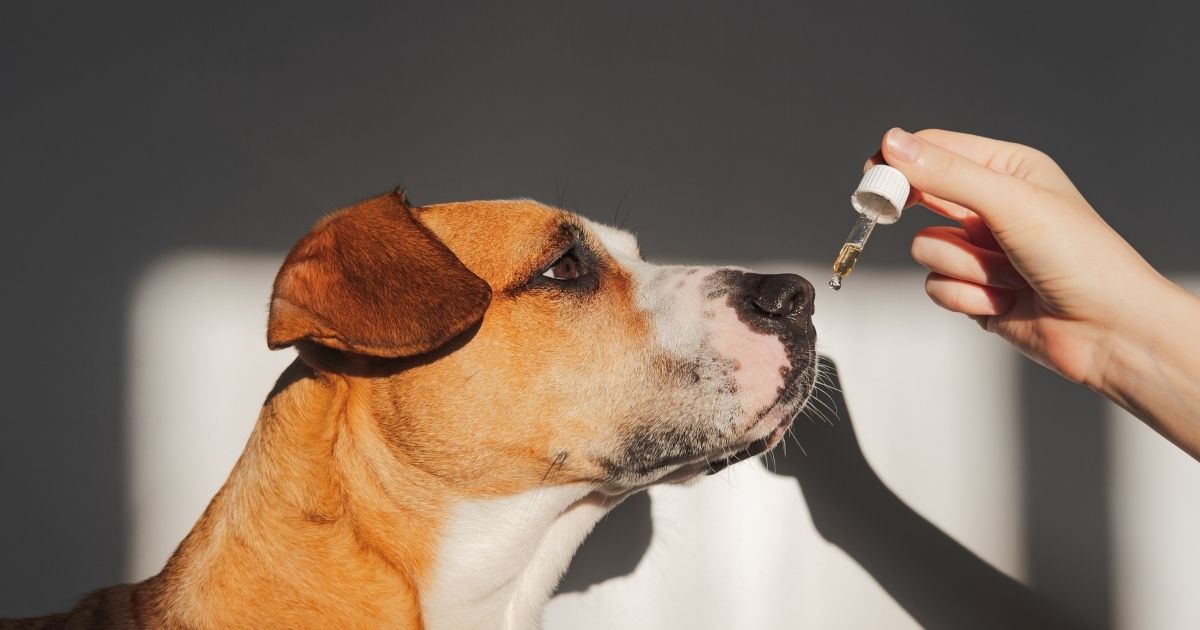 Dog receiving CBD oil
