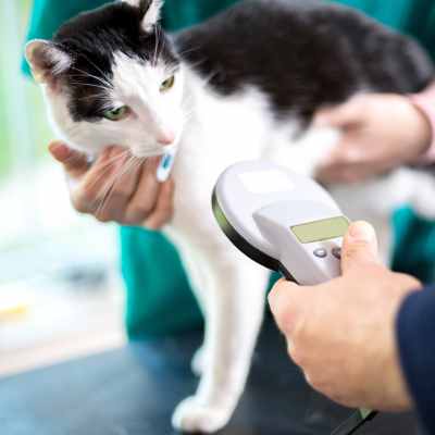 Black and white cat on a veterinary exam table being scanned for a microchip