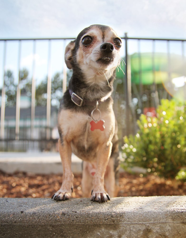 Nervous Chihuahua sitting in a planter