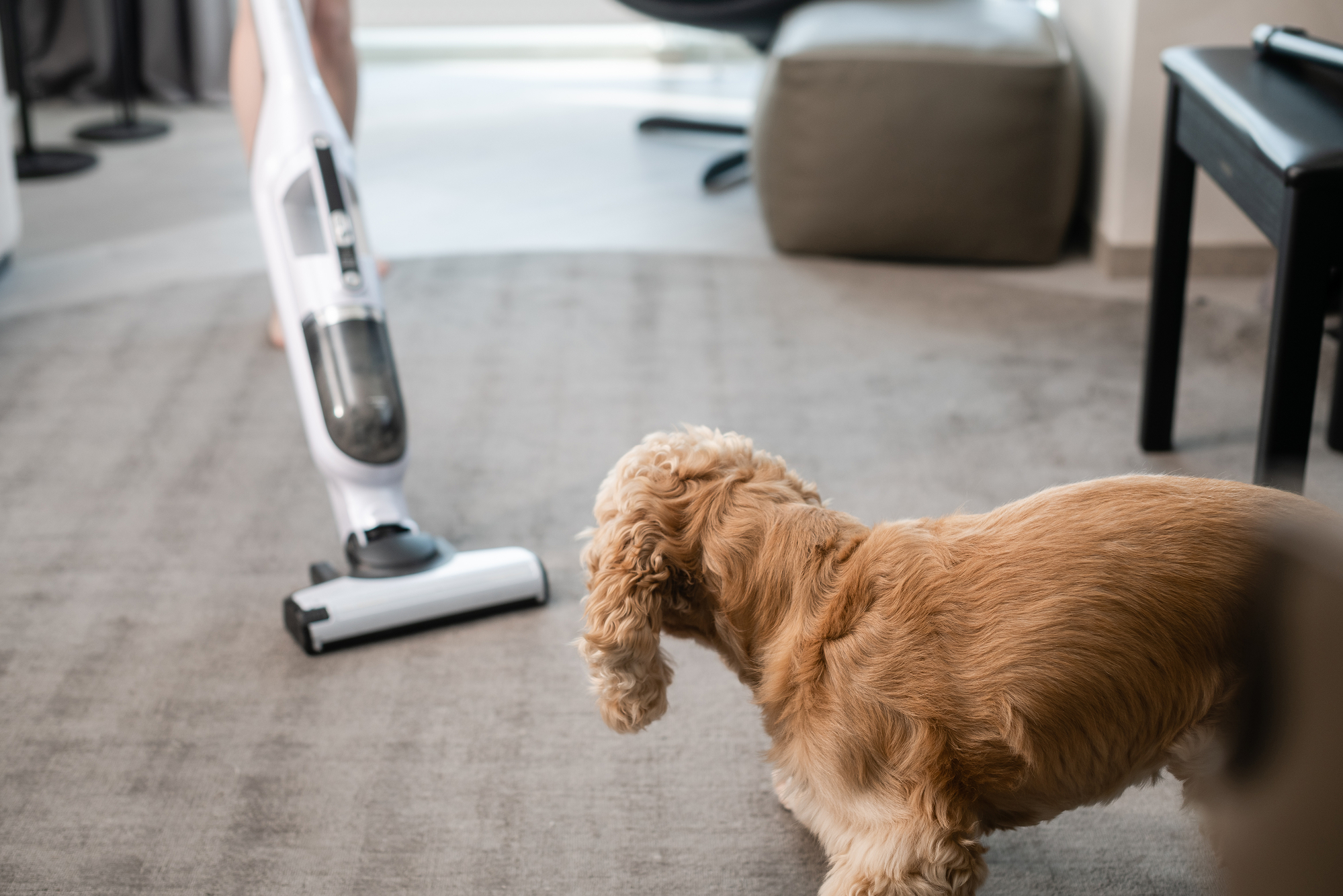 cocker spaniel with fear phobia of vacuum cleaner