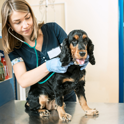 cocker spaniel dog at the veterinary office getting a checkup