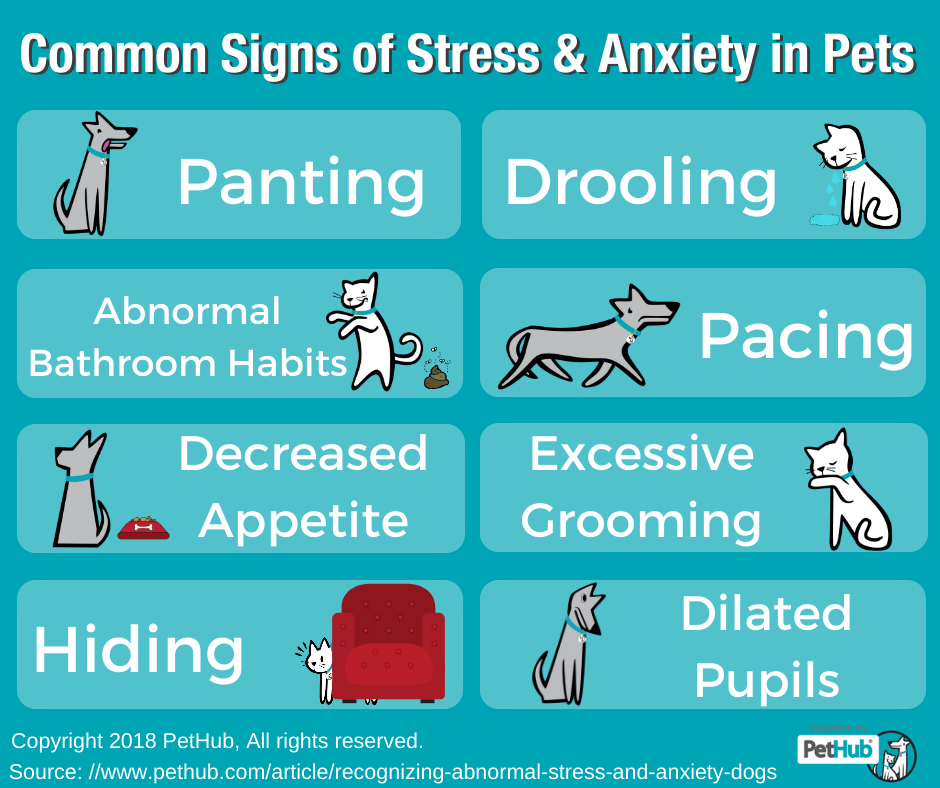 Infographic about common signs of stress and anxiety in pets
