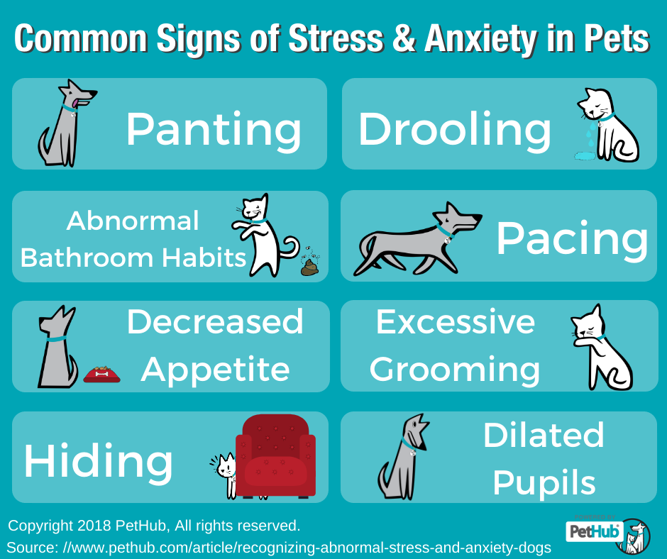 do dogs drool when stressed