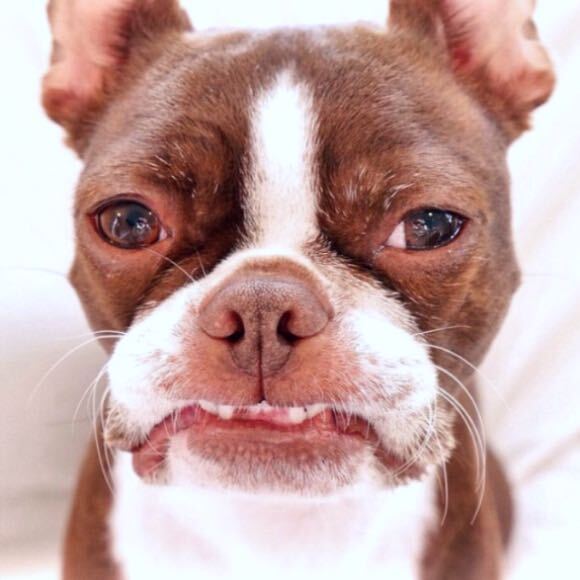 brown boston terrier looking at the camera and smiling, showing its teeth