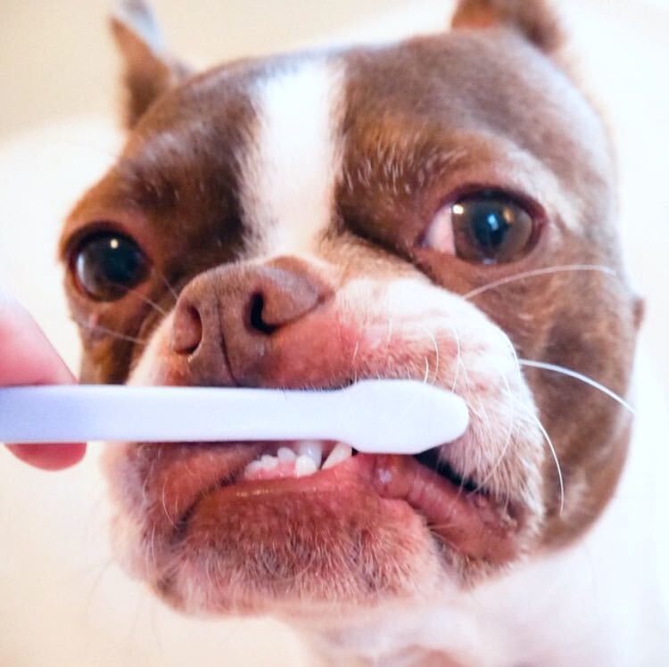 a boston terrier getting it's teeth brushed with a pet toothbrush