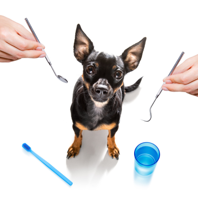 chihuahua dog looking at camera with human hands holding dental equipment around their face