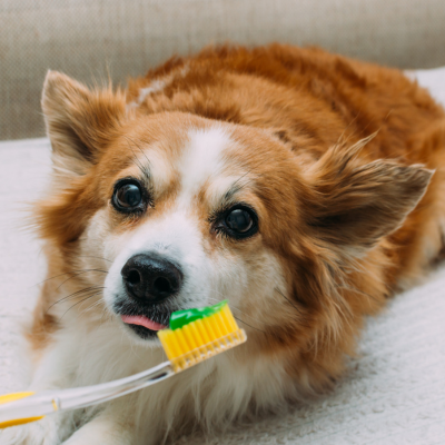 orange corgi mix with a toothbrush and paste near its mouth