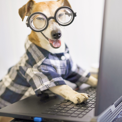 small yellow dog wearing glasses and a plaid shirt, sitting in front of a laptop with its paws near the keyboard