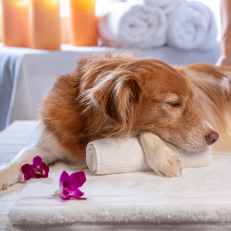 golden retriever dog looking calm and in the calming setting of a spa