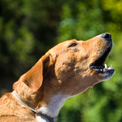 Hound mix dog barking while outside