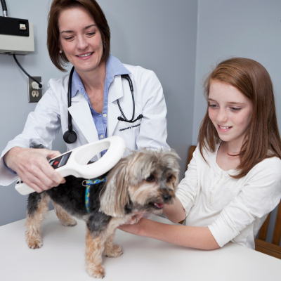 small scruffy dog at the vet's office getting its microchip scanned by a vet