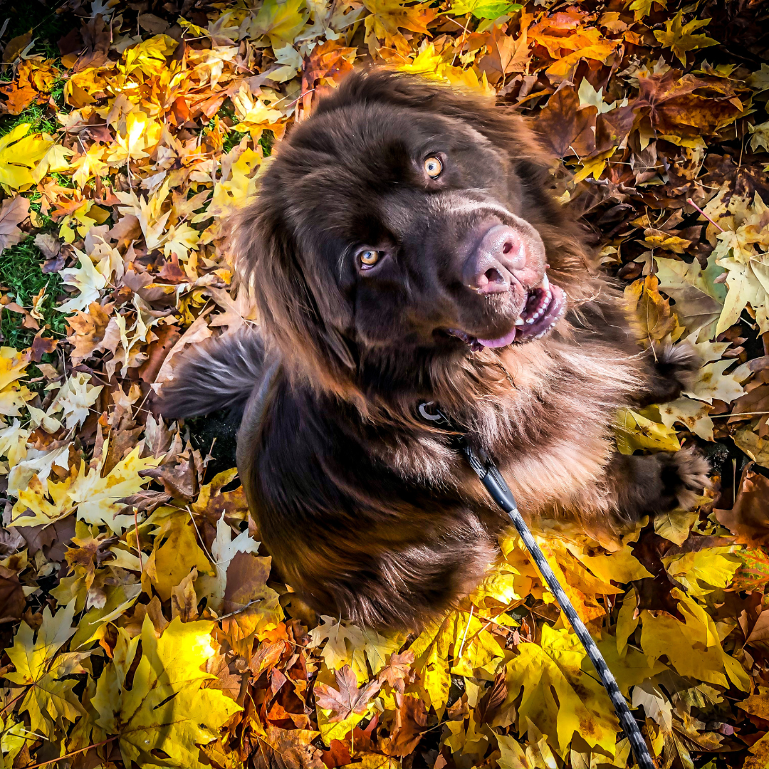 dog outside in fall leaves with collar