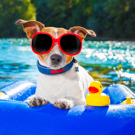 rat terrier dog wearing red sunglasses, lounging near a pool and sitting in a pool float