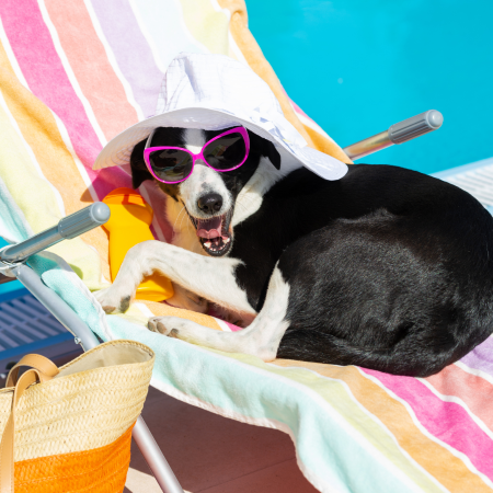 black and white dog on top of a beach towel wearing a floppy sun hat and sunglasses