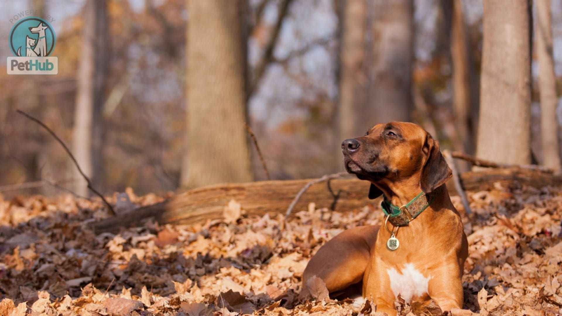 what calms an anxious dog