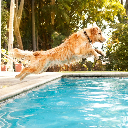 golden retriever dog jumping into a swimming pool