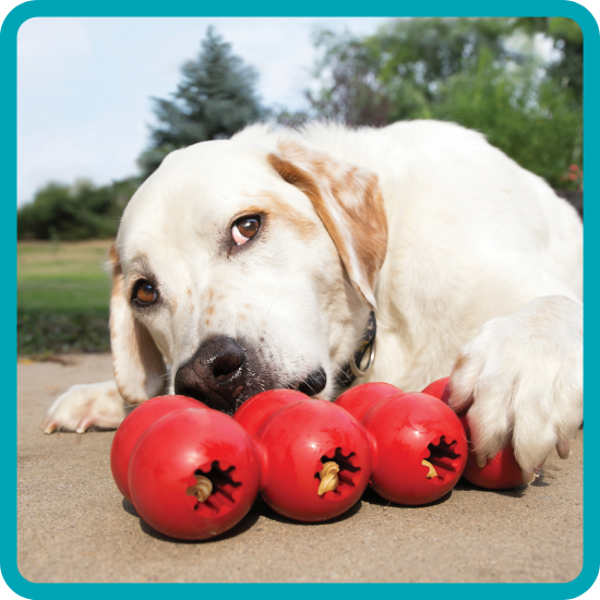 nervous labrador licks peanut butter out of kong toy