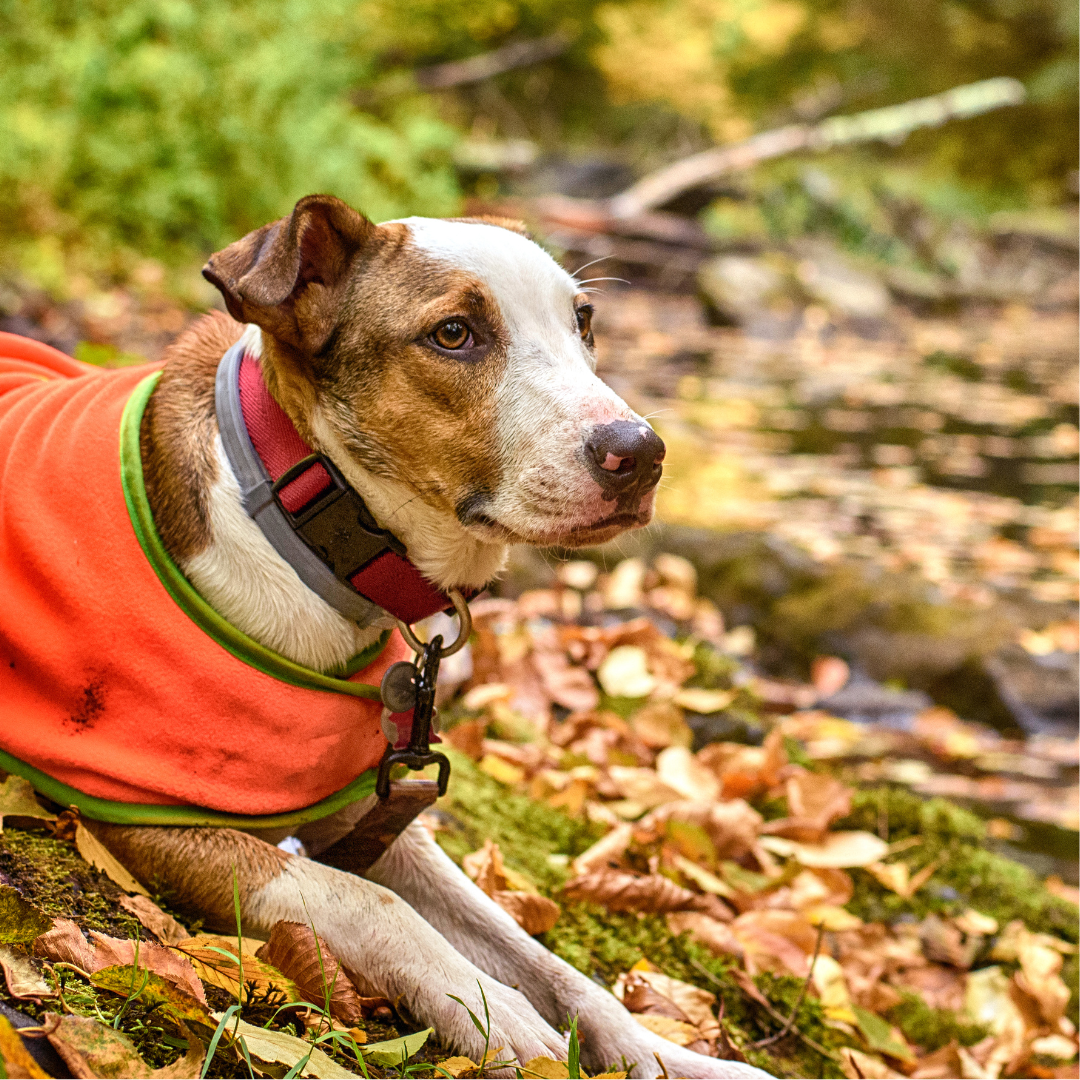 Hound mix outside in fall weather wearing a bright orange fleece, and collar