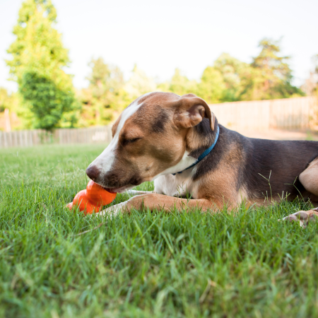 Hound mix sitting outside with a kong type toy