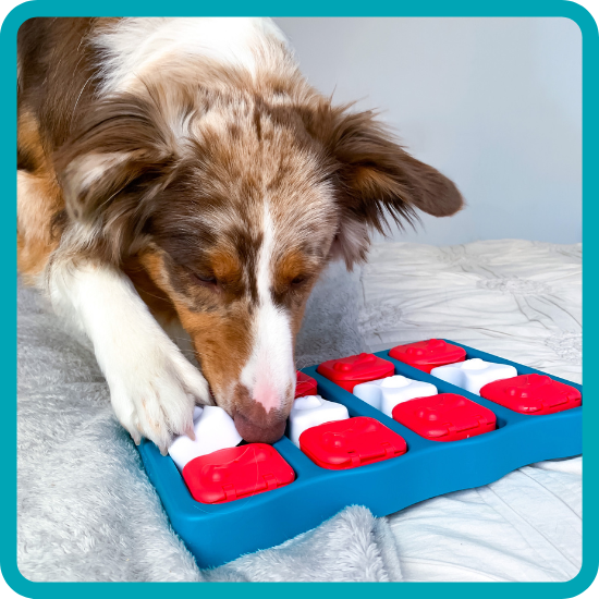 Dog playing with an Outward Hound treat and food puzzle
