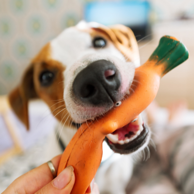 dog playing with a toy that looks like a carrot
