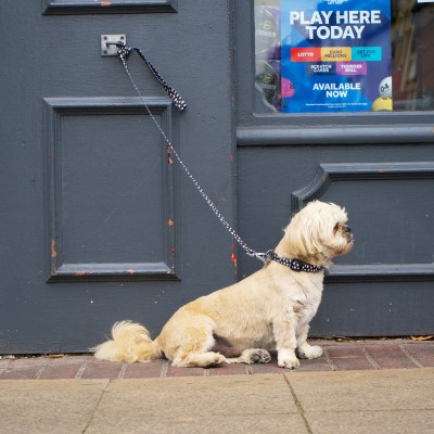 small white dog tied outside a storefront