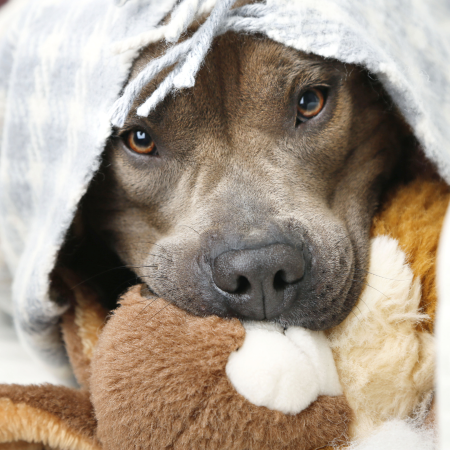 Pitbull type dog looking scared and under blankets