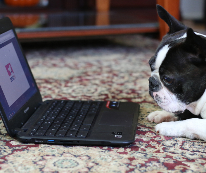 boston terrier laying on the floor and watching dog tv from a laptop