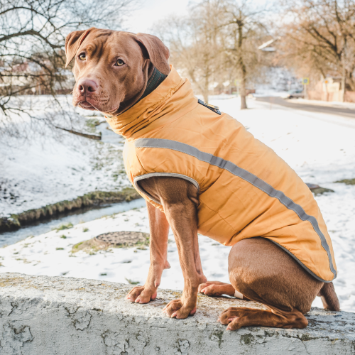 brown pitbull type dog wearing an orange jacket outside 