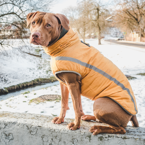 Pitbull Orange Blazer