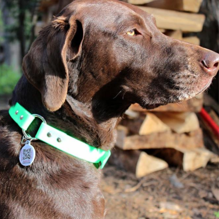 chocolate lab wearing a collar and pethub tag