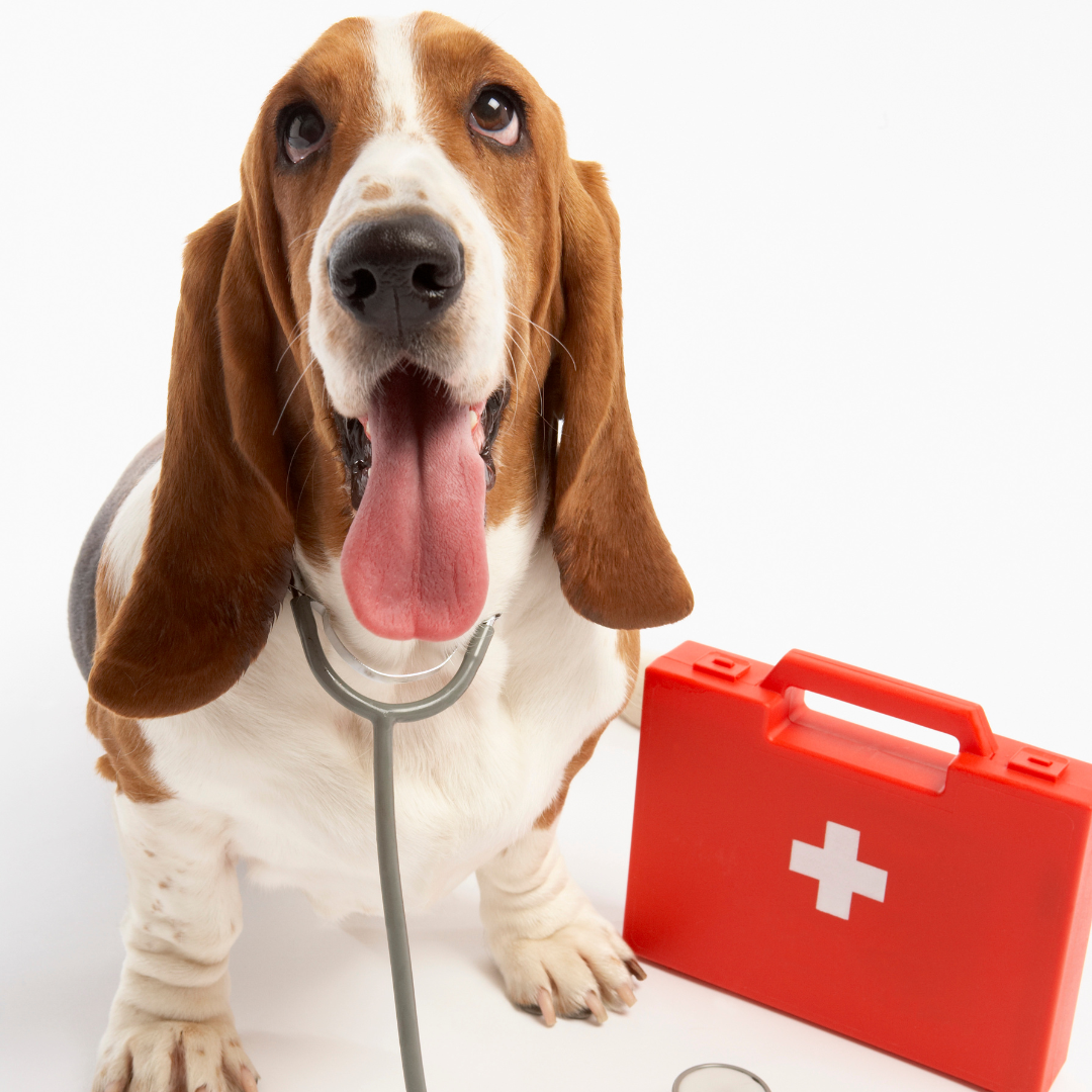 basset hound wearing a stethescope and sitting near a first aid kit