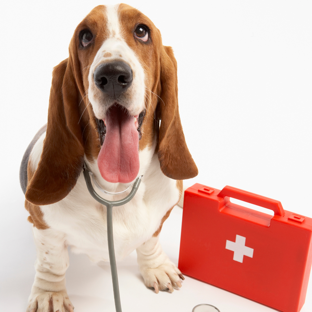 Dog Thermometer  The Most Important Tool in Your Pet First Aid Kit