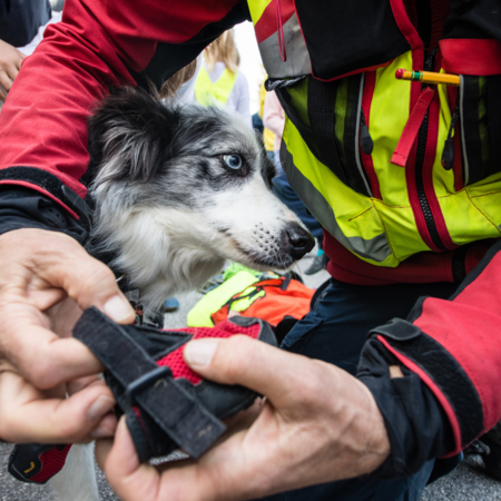 Australian Shepard with a first responder