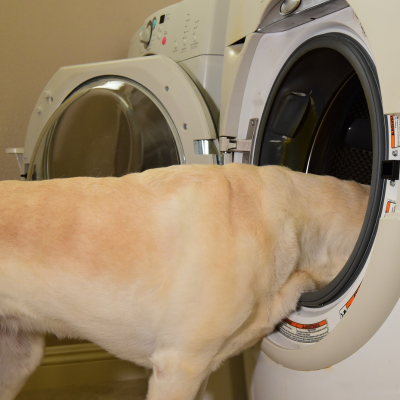 yellow lab with its head inside a clothes dryer