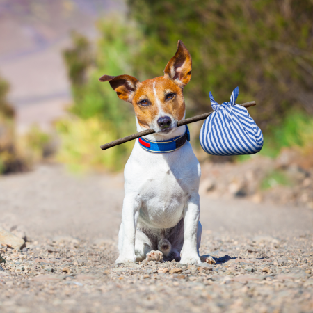 rat terrier holding a stick with a handkerchief tied on the edge and wearing a collar