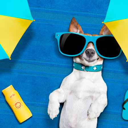 dog relaxing in the sun wearing sunglasses and laying near a bottle of sunscreen