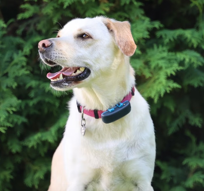Yellow lab sitting outside wearing a collar