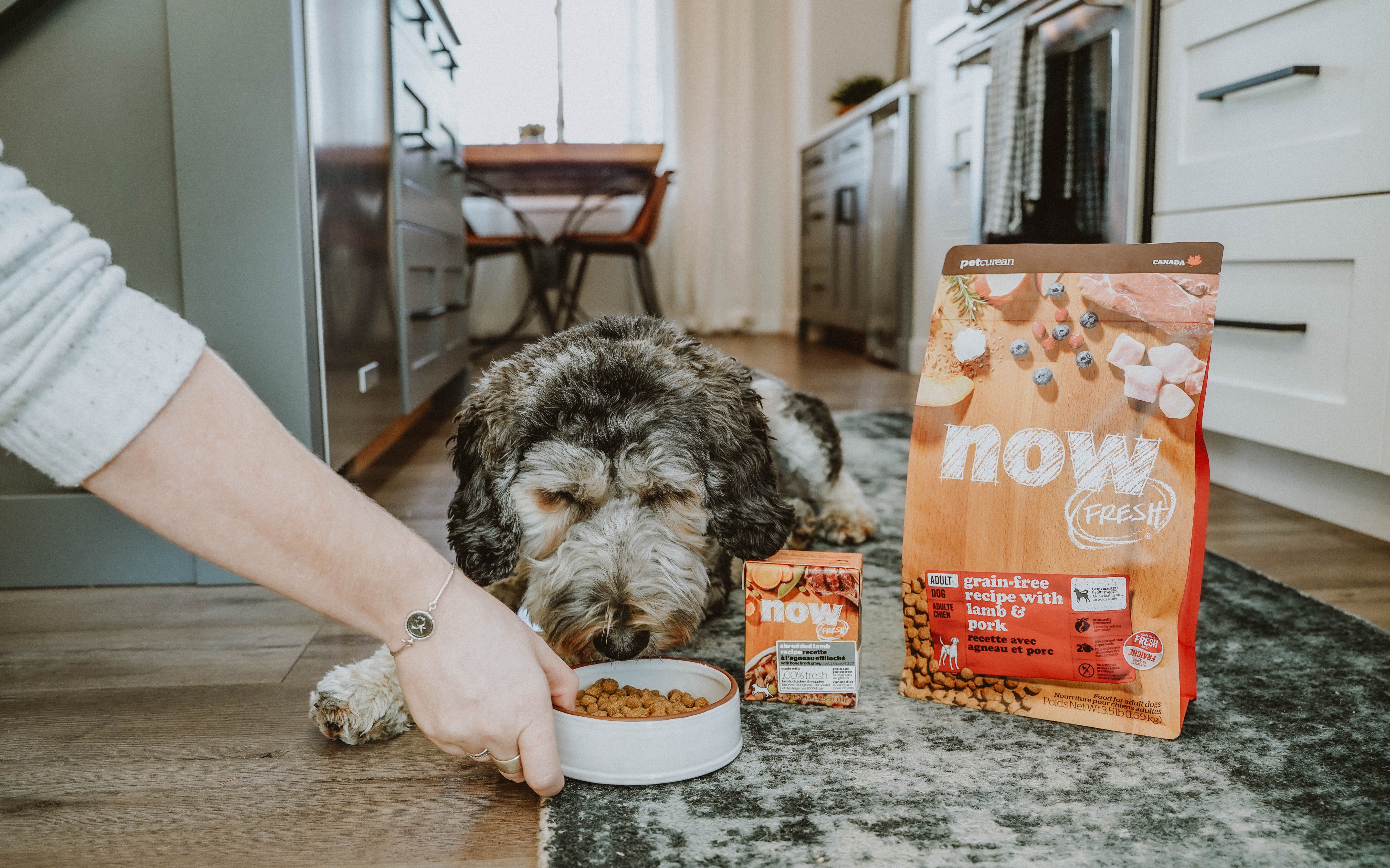 Dog eating wet food and dry food